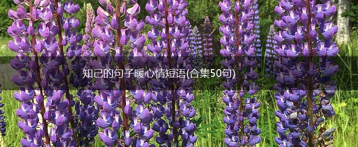知己的句子暖心情短语(合集50句),第1张
