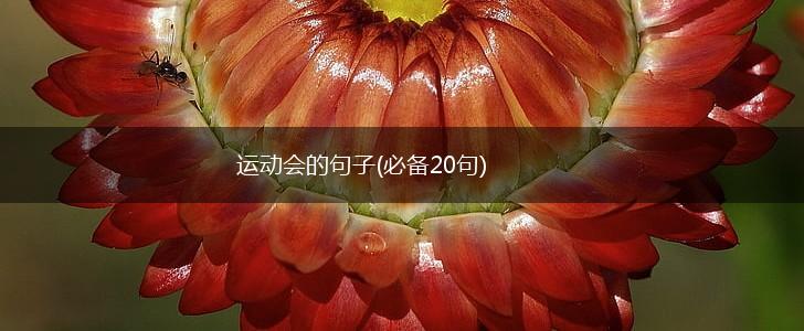 运动会的句子(必备20句),第1张