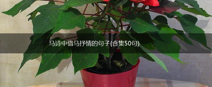 马诗中借马抒情的句子(合集50句),第1张