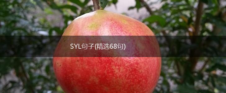 SYL句子(精选68句),第1张