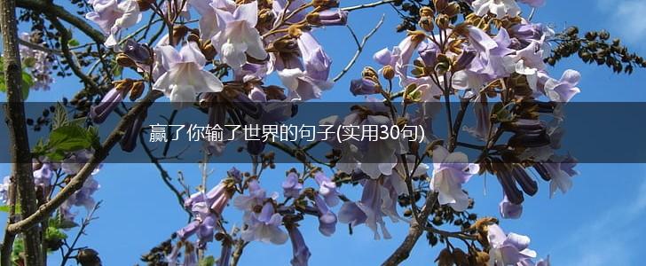 赢了你输了世界的句子(实用30句),第1张
