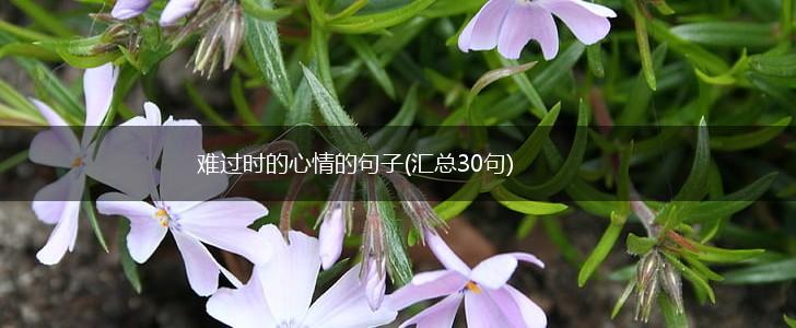 难过时的心情的句子(汇总30句),第1张