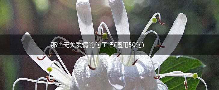 那些无关爱情的句子吧(通用50句),第1张