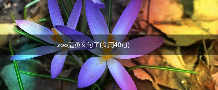 zoo造英文句子(实用40句),第1张