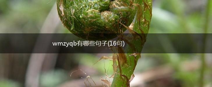 wmzyqb有哪些句子(16句),第1张