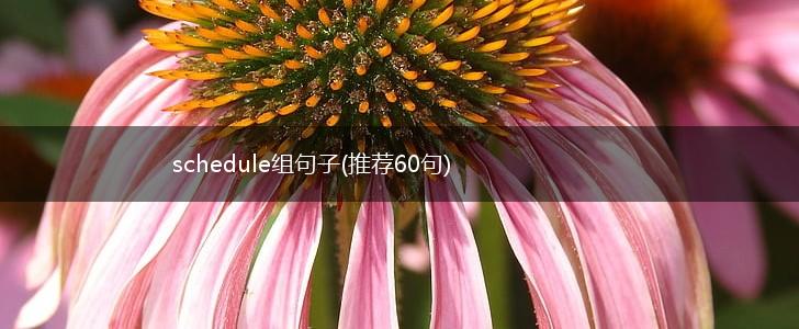 schedule组句子(推荐60句),第1张