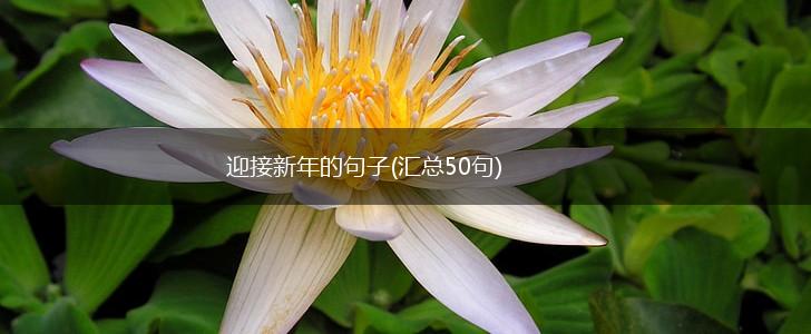 迎接新年的句子(汇总50句),第1张