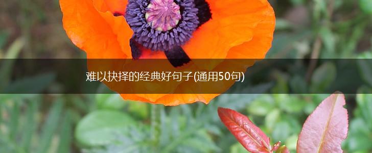 难以抉择的经典好句子(通用50句),第1张
