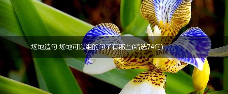 场地造句 场地可以组的句子有那些(精选74句),第1张
