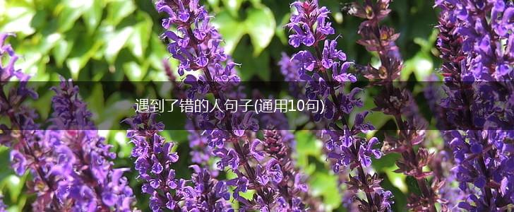 遇到了错的人句子(通用10句),第1张
