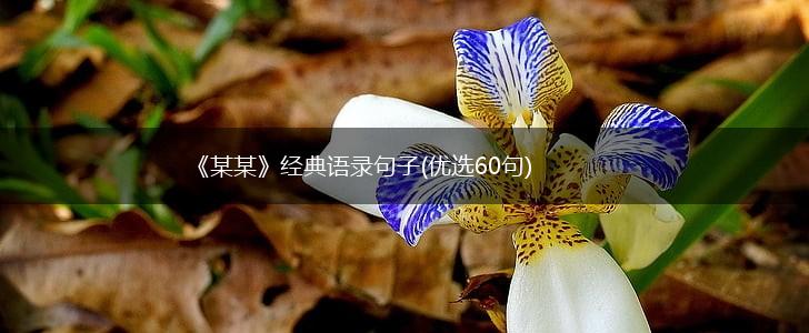 《某某》经典语录句子(优选60句),第1张