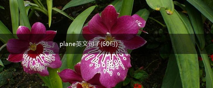 plane英文句子(60句),第1张