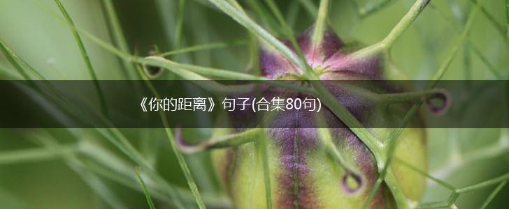《你的距离》句子(合集80句),第1张