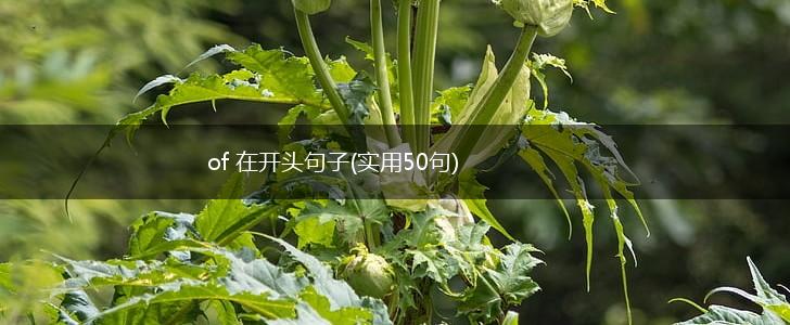 of 在开头句子(实用50句),第1张