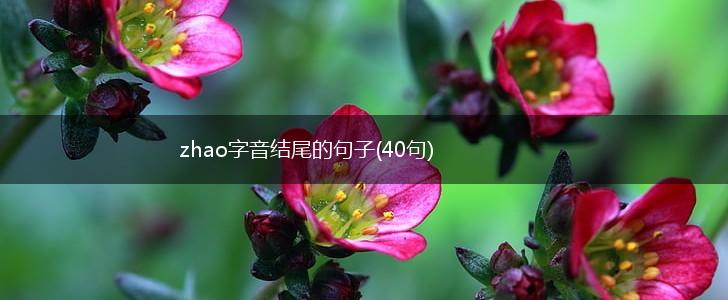 zhao字音结尾的句子(40句),第1张