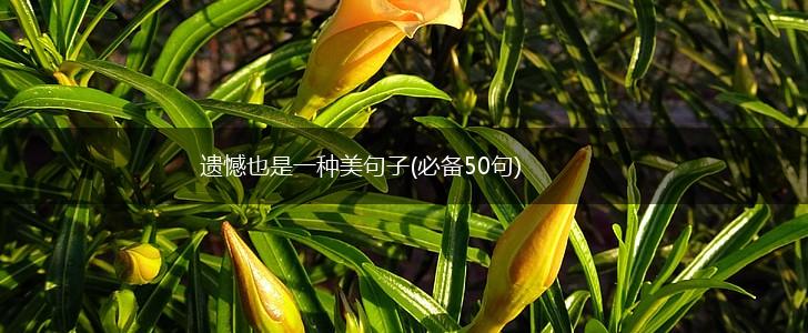 遗憾也是一种美句子(必备50句),第1张