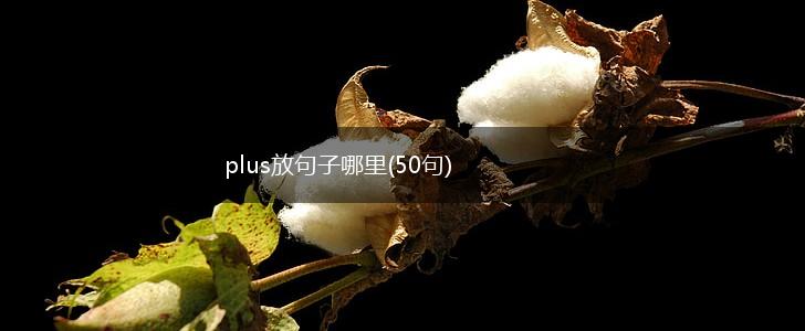 plus放句子哪里(50句),第1张