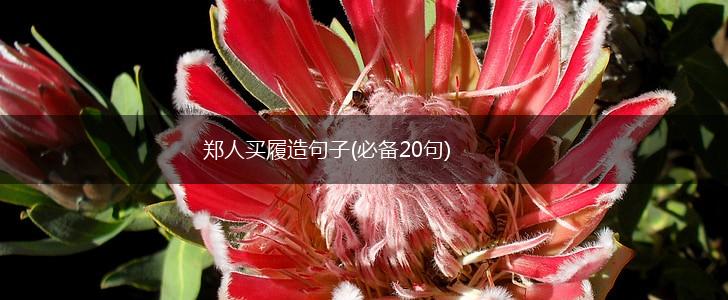 郑人买履造句子(必备20句),第1张