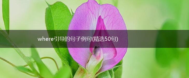 where引导的句子例句(精选50句),第1张