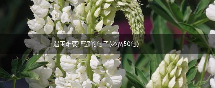 遇困难要坚强的句子(必备50句),第1张