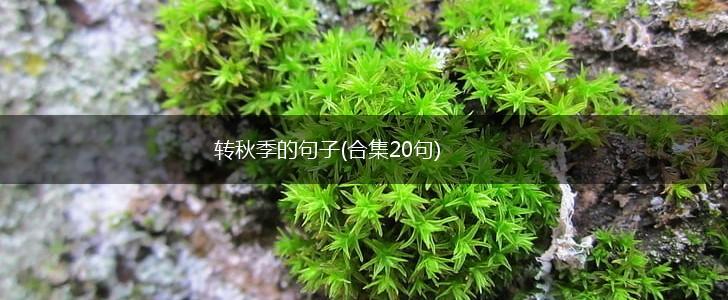 转秋季的句子(合集20句),第1张