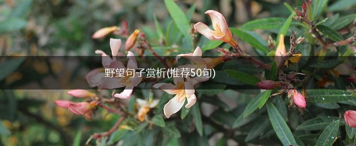 野望句子赏析(推荐50句),第1张