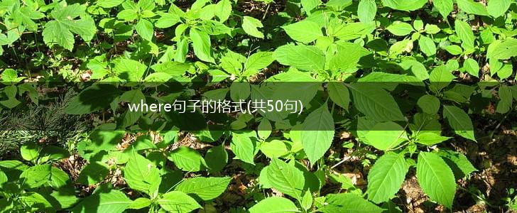 where句子的格式(共50句),第1张