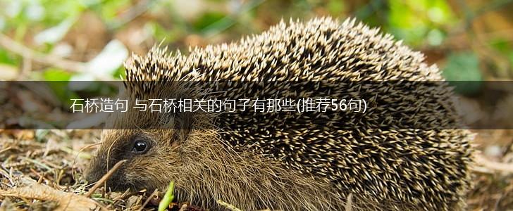 石桥造句 与石桥相关的句子有那些(推荐56句),第1张