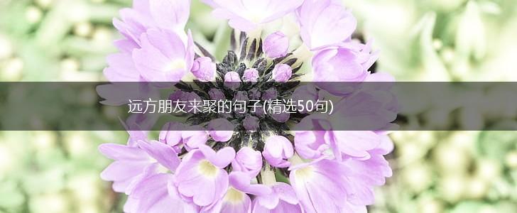 远方朋友来聚的句子(精选50句),第1张