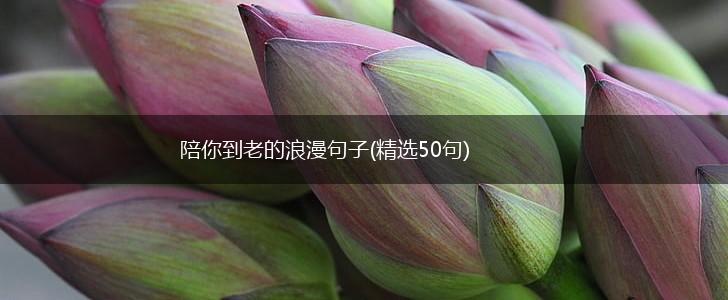 陪你到老的浪漫句子(精选50句),第1张