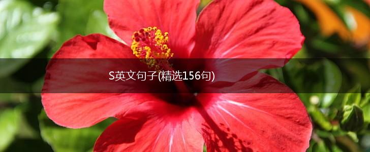 S英文句子(精选156句),第1张