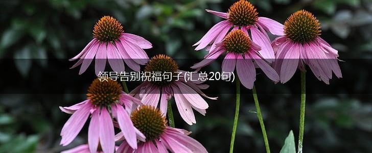 领导告别祝福句子(汇总20句),第1张