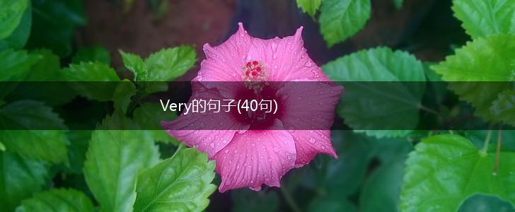 Very的句子(40句),第1张