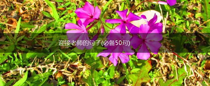 迎接老师的句子(必备50句),第1张