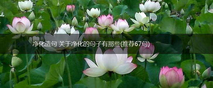 净化造句 关于净化的句子有那些(推荐67句),第1张