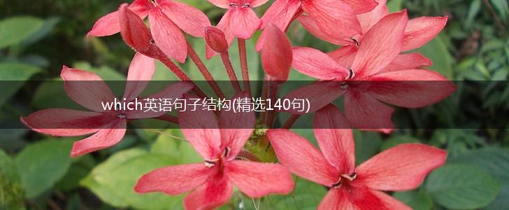 which英语句子结构(精选140句),第1张