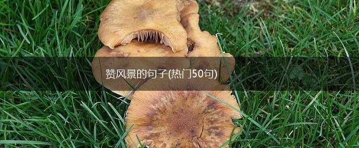 赞风景的句子(热门50句),第1张