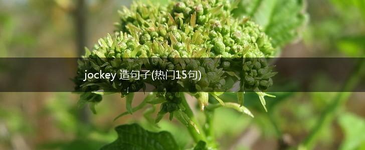 jockey 造句子(热门15句),第1张