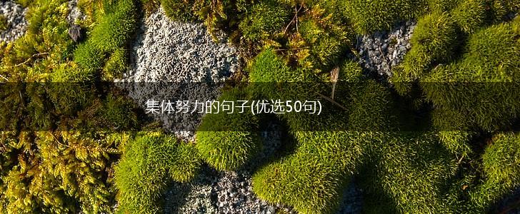 集体努力的句子(优选50句),第1张
