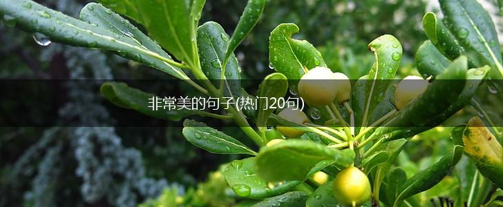 非常美的句子(热门20句),第1张