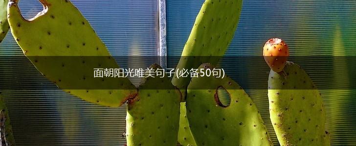 面朝阳光唯美句子(必备50句),第1张