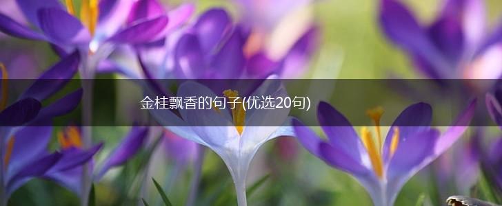 金桂飘香的句子(优选20句),第1张
