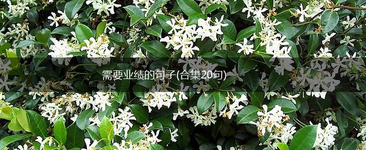 需要业绩的句子(合集20句),第1张
