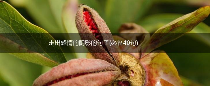 走出感情的阴影的句子(必备40句),第1张
