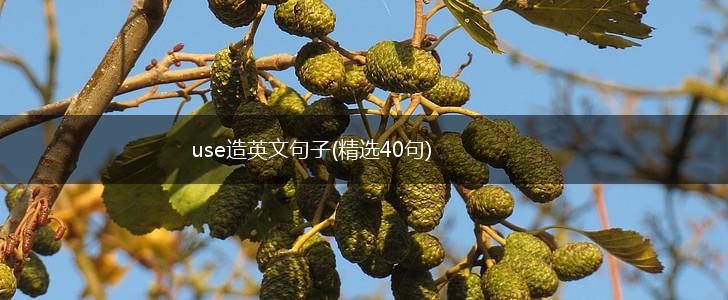 use造英文句子(精选40句),第1张
