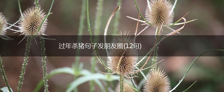 过年杀猪句子发朋友圈(12句),第1张