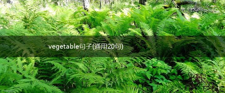 vegetable句子(通用20句),第1张