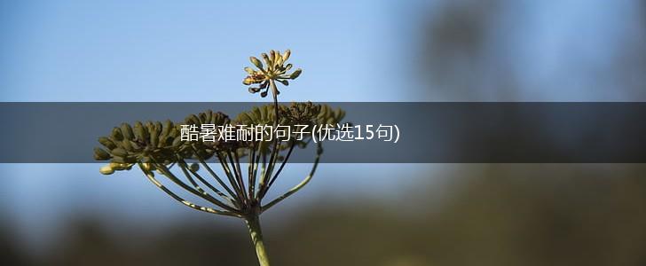 酷暑难耐的句子(优选15句),第1张