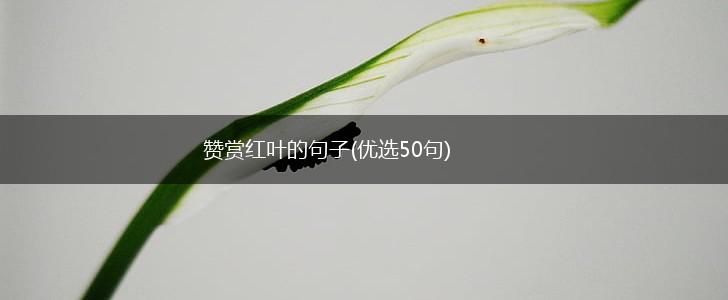 赞赏红叶的句子(优选50句),第1张