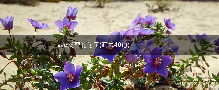 svo类型的句子(汇总40句),第1张